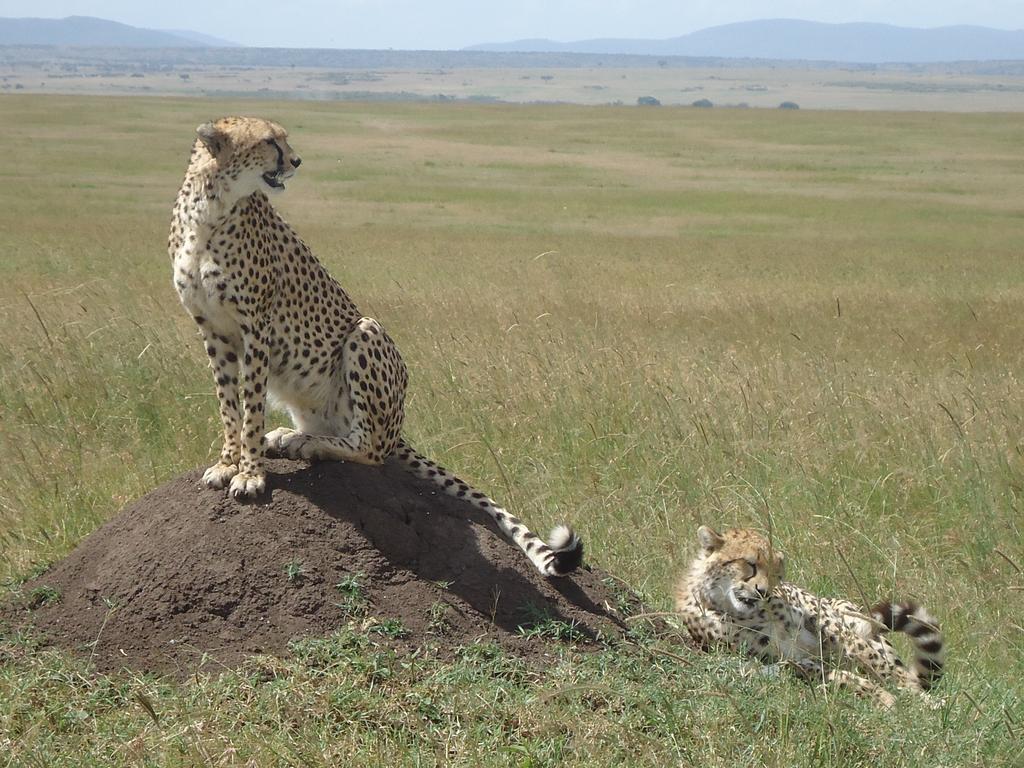 Loyk Mara Luxury Camp Hotel Maasai Mara Ngoại thất bức ảnh