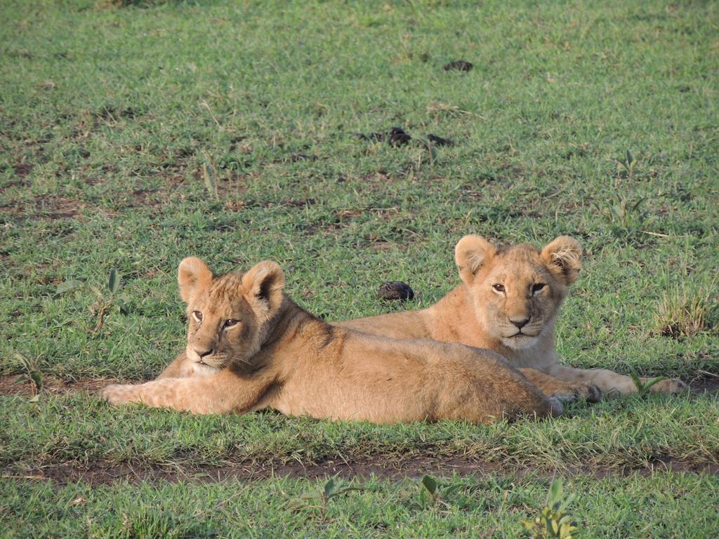 Loyk Mara Luxury Camp Hotel Maasai Mara Ngoại thất bức ảnh