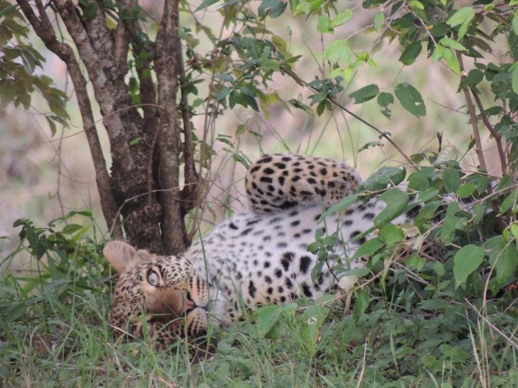Loyk Mara Luxury Camp Hotel Maasai Mara Ngoại thất bức ảnh