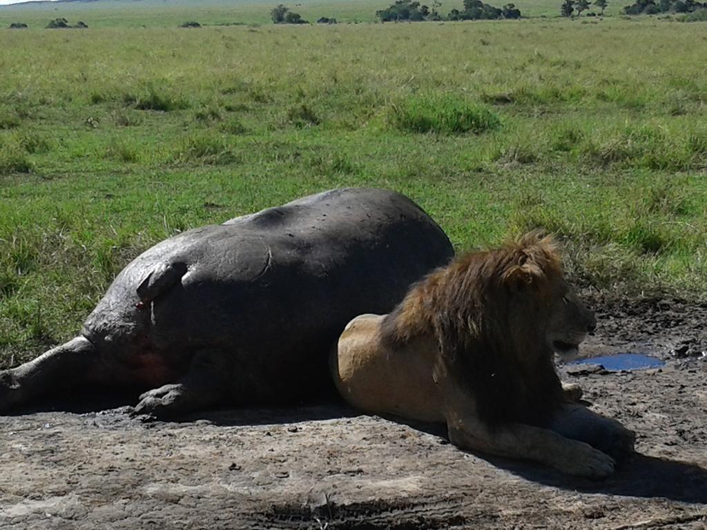 Loyk Mara Luxury Camp Hotel Maasai Mara Ngoại thất bức ảnh