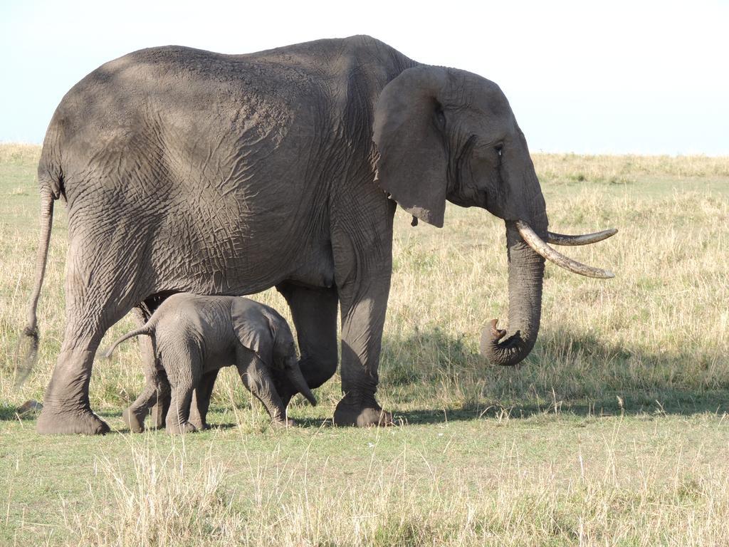 Loyk Mara Luxury Camp Hotel Maasai Mara Ngoại thất bức ảnh