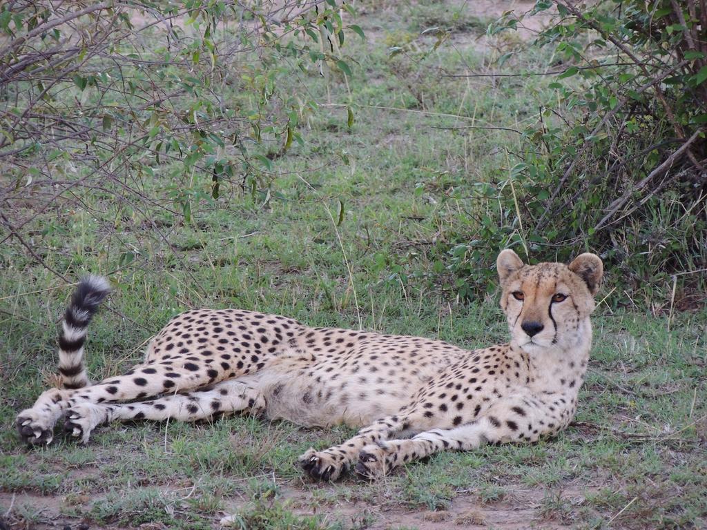 Loyk Mara Luxury Camp Hotel Maasai Mara Ngoại thất bức ảnh
