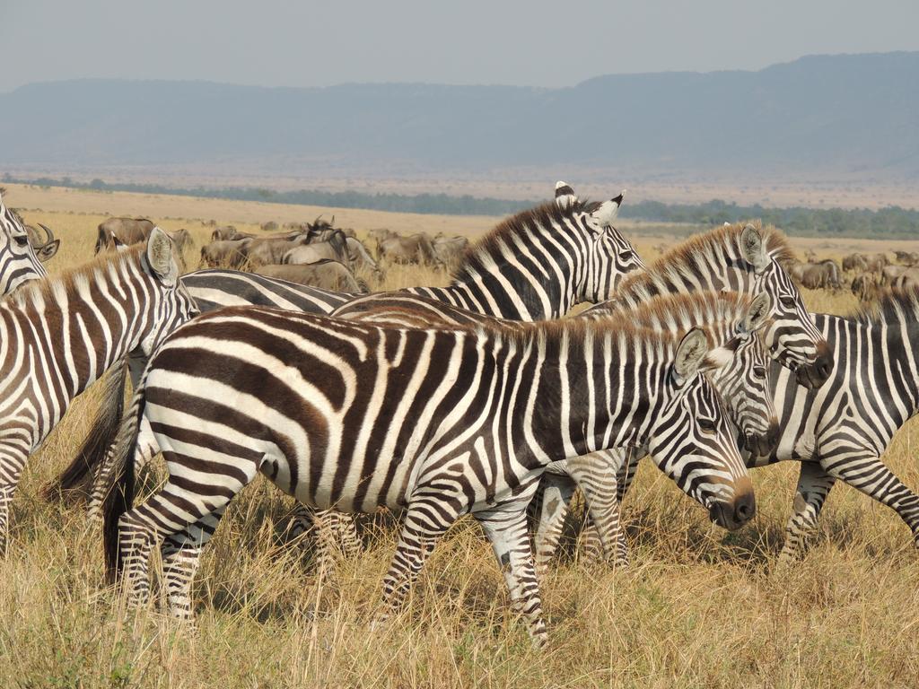 Loyk Mara Luxury Camp Hotel Maasai Mara Ngoại thất bức ảnh