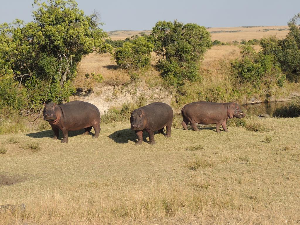 Loyk Mara Luxury Camp Hotel Maasai Mara Ngoại thất bức ảnh