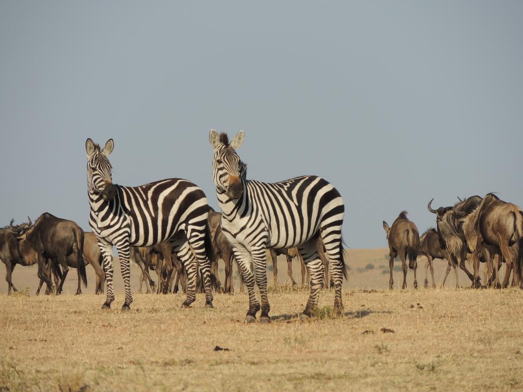 Loyk Mara Luxury Camp Hotel Maasai Mara Ngoại thất bức ảnh