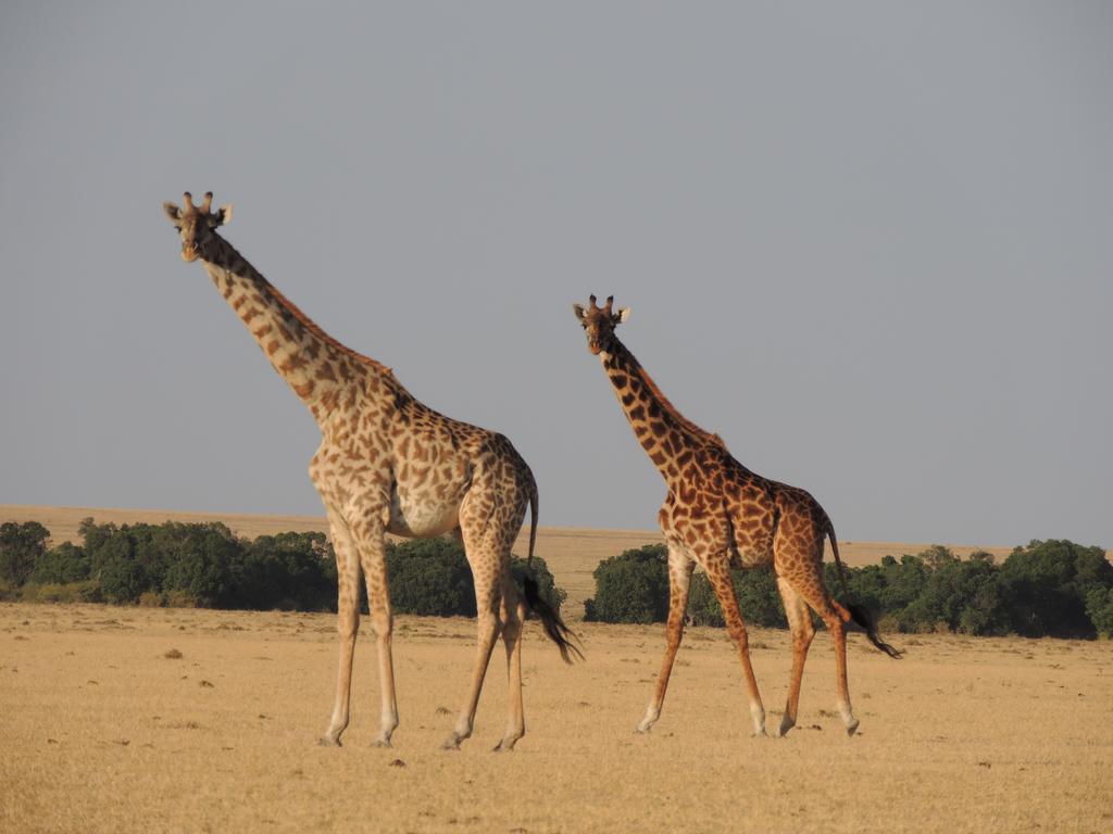 Loyk Mara Luxury Camp Hotel Maasai Mara Ngoại thất bức ảnh