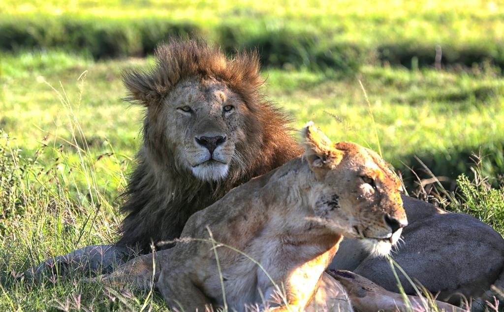 Loyk Mara Luxury Camp Hotel Maasai Mara Ngoại thất bức ảnh