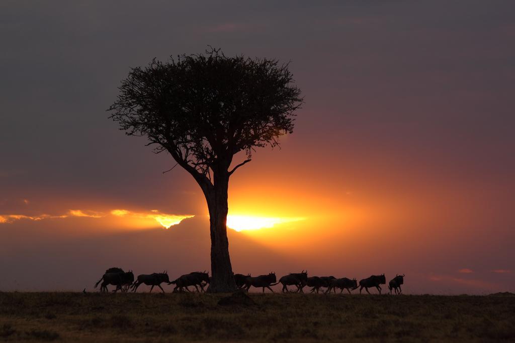 Loyk Mara Luxury Camp Hotel Maasai Mara Ngoại thất bức ảnh