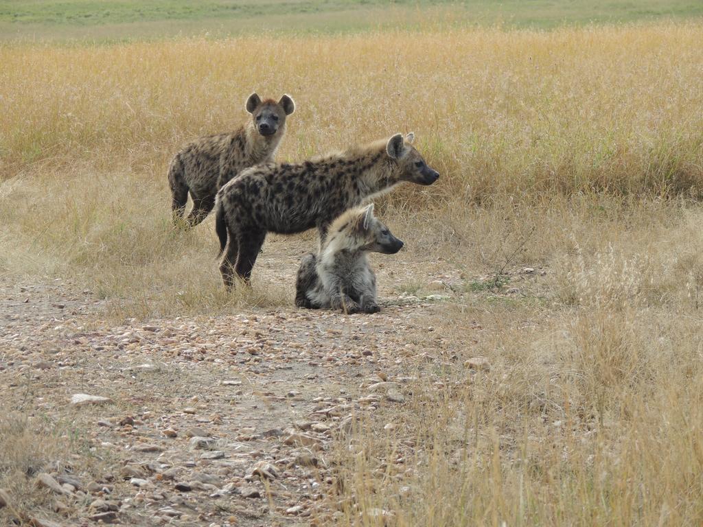 Loyk Mara Luxury Camp Hotel Maasai Mara Ngoại thất bức ảnh