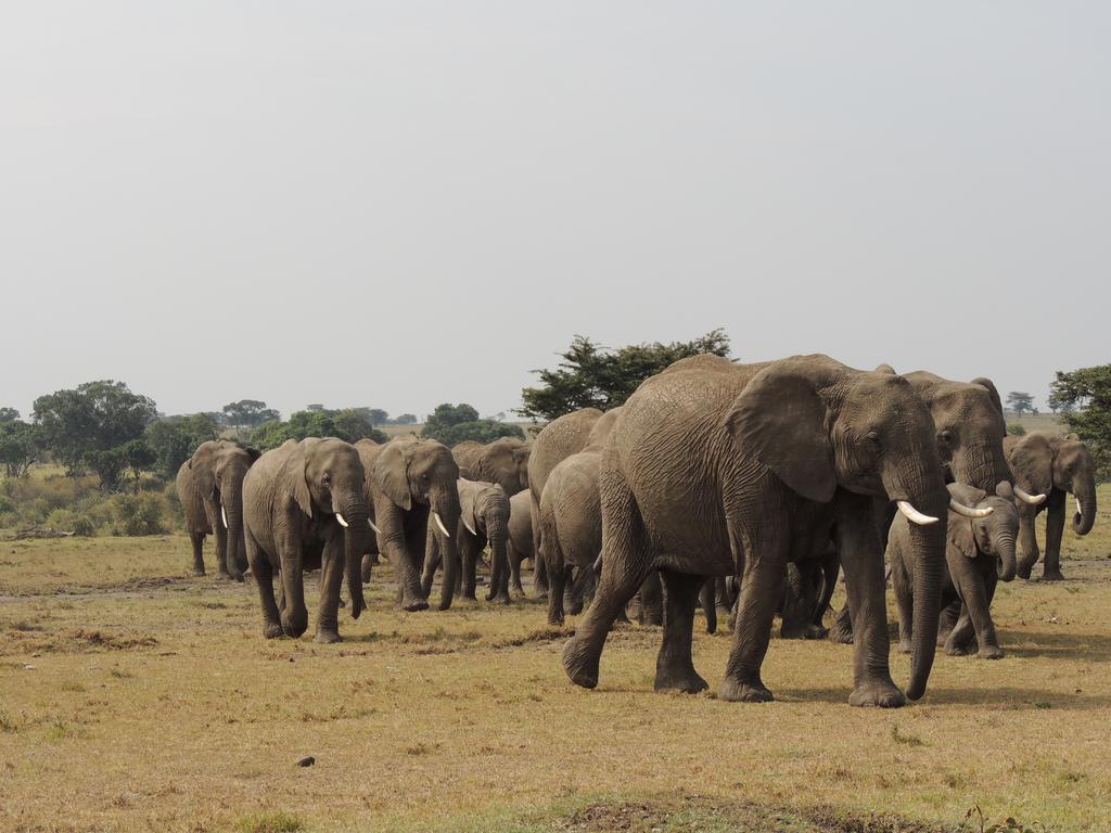 Loyk Mara Luxury Camp Hotel Maasai Mara Ngoại thất bức ảnh